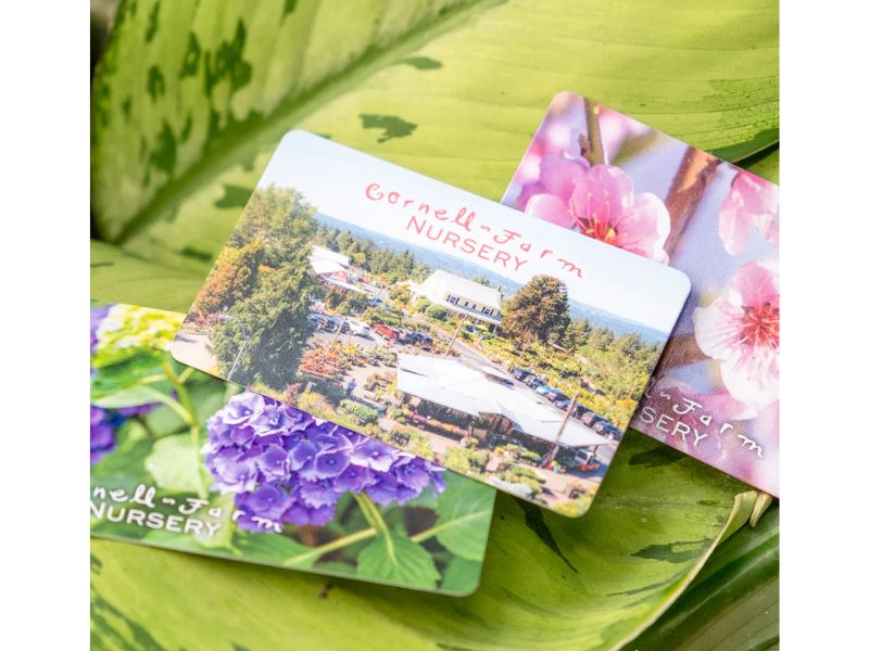 nursery-gift-card