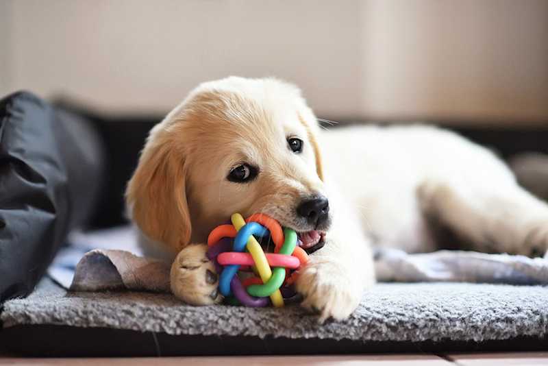 Pet toy store