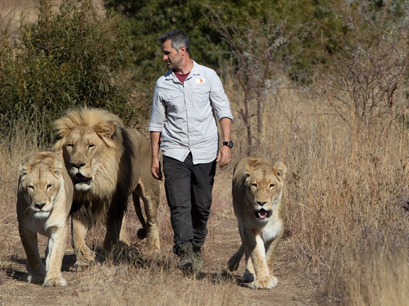 the-lion-whisperer-when-content-and-merch-work-together