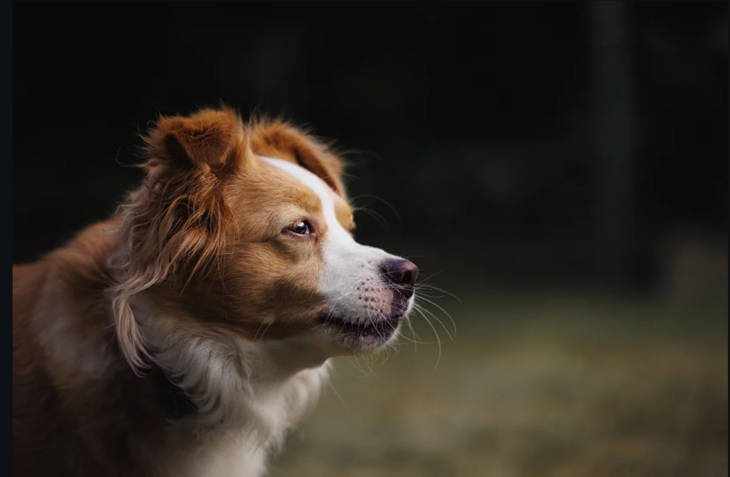 Pet photography services